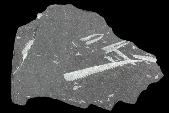 Fossil Graptolite Cluster (Didymograptus) - Great Britain #103412